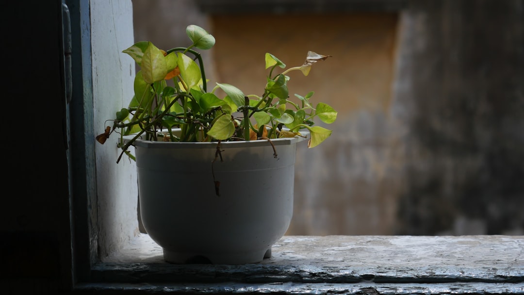 a potted plant on a window sill,