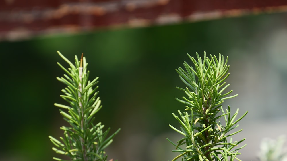 a close up of a plant