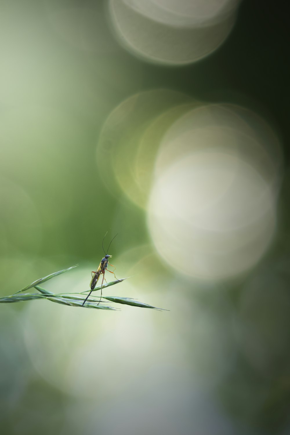 a spider on a web