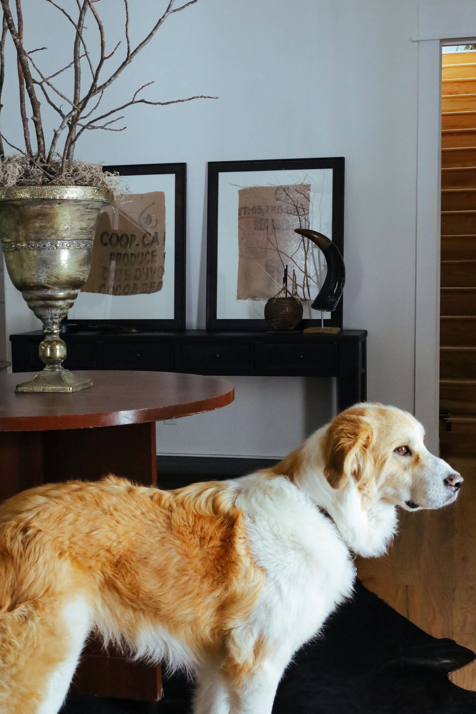 Dog standing comfortably inside a thoughtfully furnished home