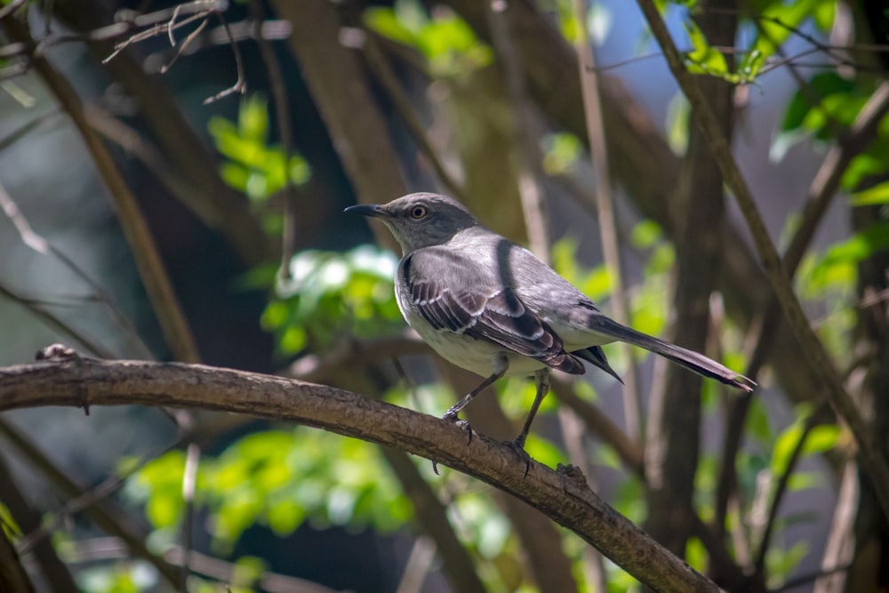 a bird sits on a branch