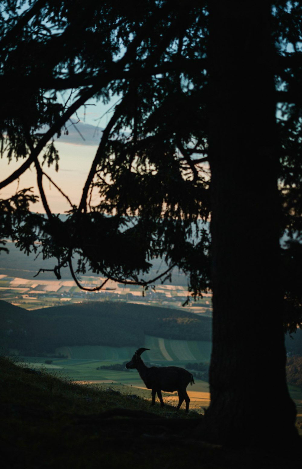 a horse stands under a tree