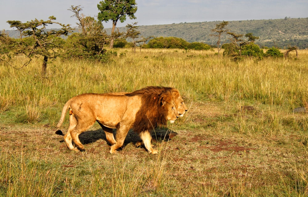 a lion walking in a field