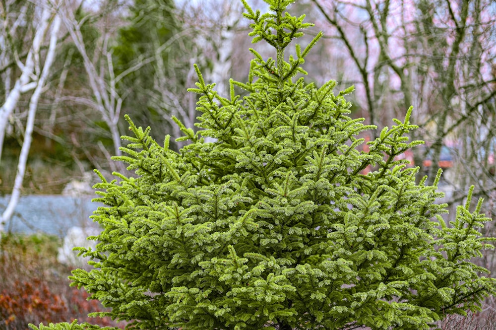 a close-up of a tree