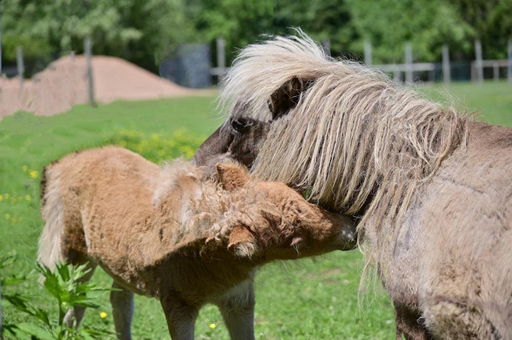 a couple of horses stand near each other