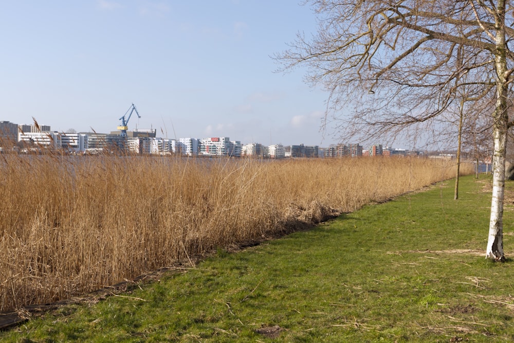 a grassy area with trees and buildings in the background