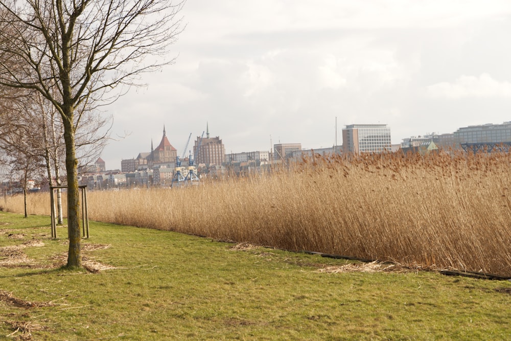 a grassy area with a city in the background