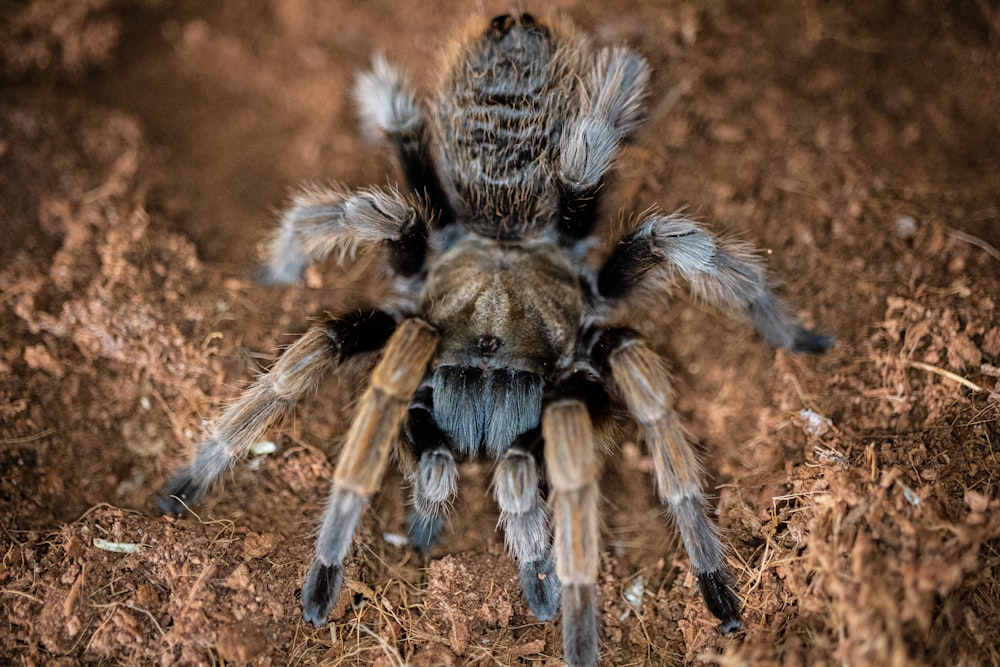 a spider with a large web