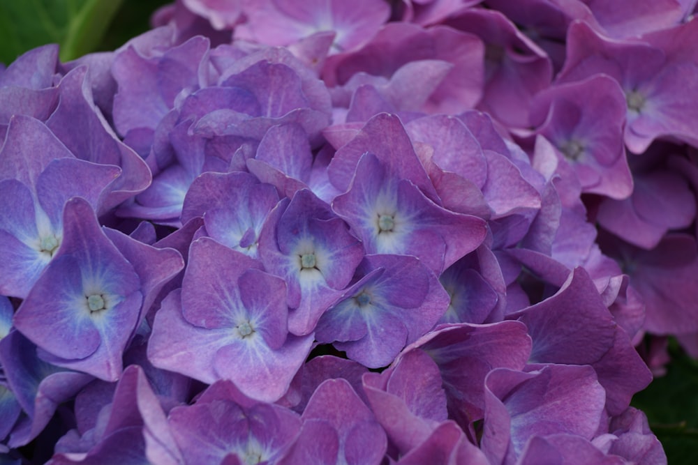 a group of purple flowers