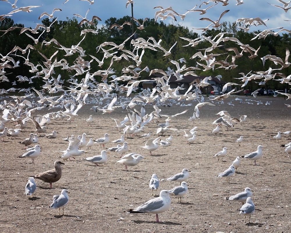 a flock of seagulls on a beach