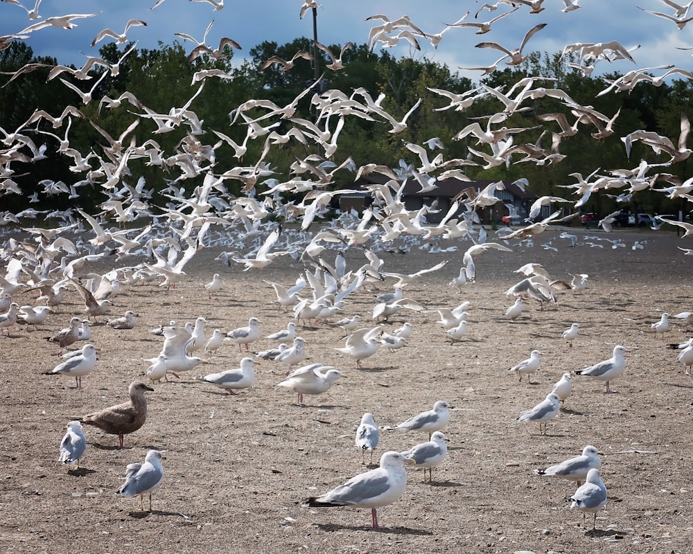 Ein Schwarm Möwen am Strand