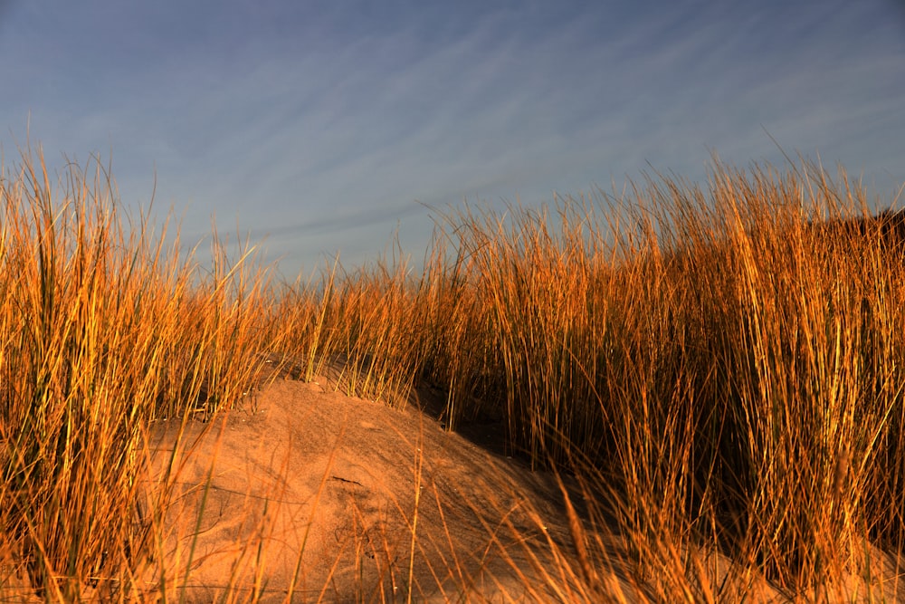 a field of tall grass