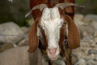 A rustic farm scene showing a gentle LaMancha goat standing near a wooden fence with soap bars drying on a rack.