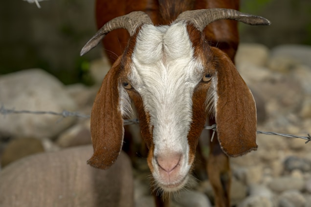 A rustic farm scene showing a gentle LaMancha goat standing near a wooden fence with soap bars drying on a rack.