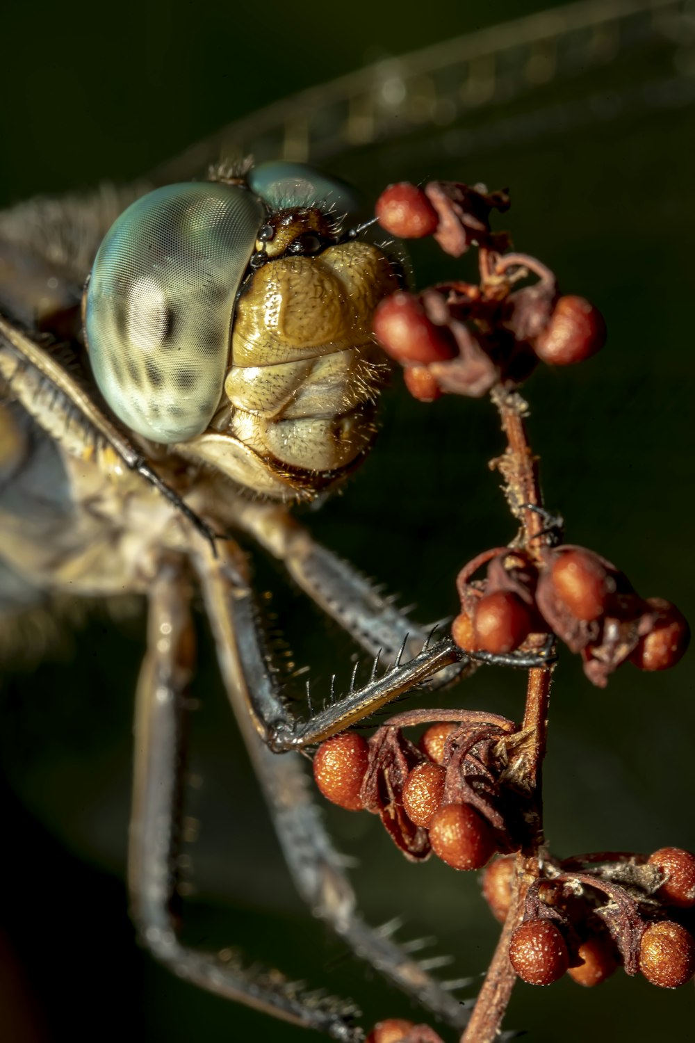 a close up of a bug