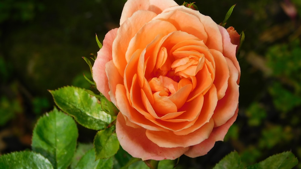 un primo piano di un fiore