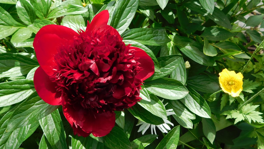 a red flower surrounded by green leaves