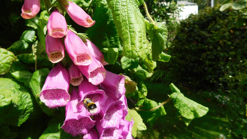 a bee on a flower