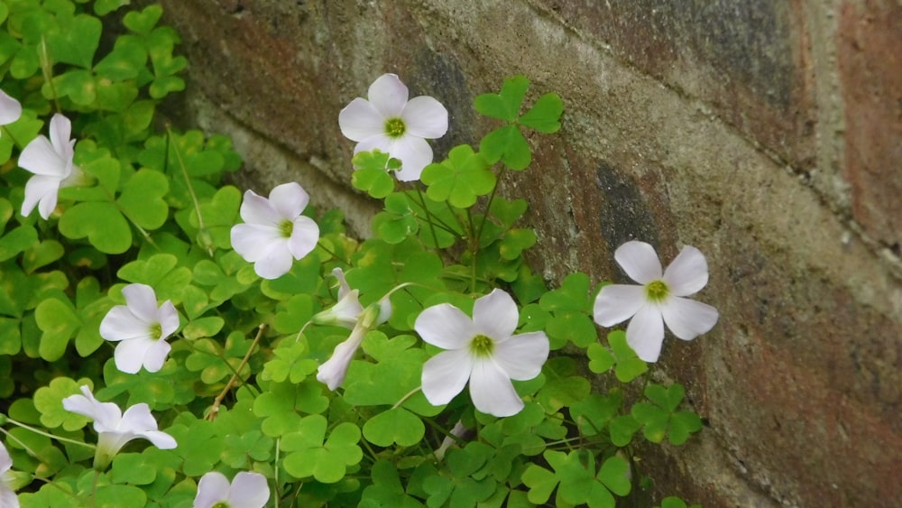 Un grupo de flores blancas