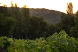 Vineyard workers carefully tending grapevines at dawn with soft golden light