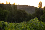 The historic restaurant building glowing warmly at sunset beside the vineyard.
