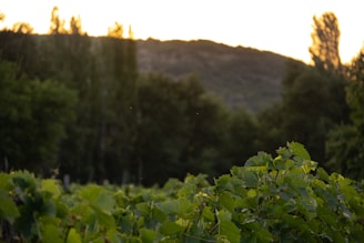 A scenic vineyard in Marlborough bathed in golden sunlight, with rows of grapevines stretching toward distant hills.