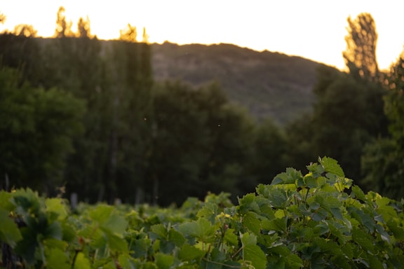 A warm, inviting photo of a vineyard at sunset with soft golden light illuminating grapevines.
