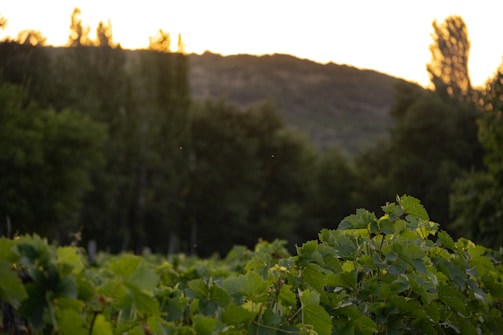 Sunlight casting golden hues over terraced vineyards along the Douro River at sunset.