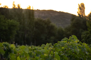 The historic restaurant building glowing warmly at sunset beside the vineyard.