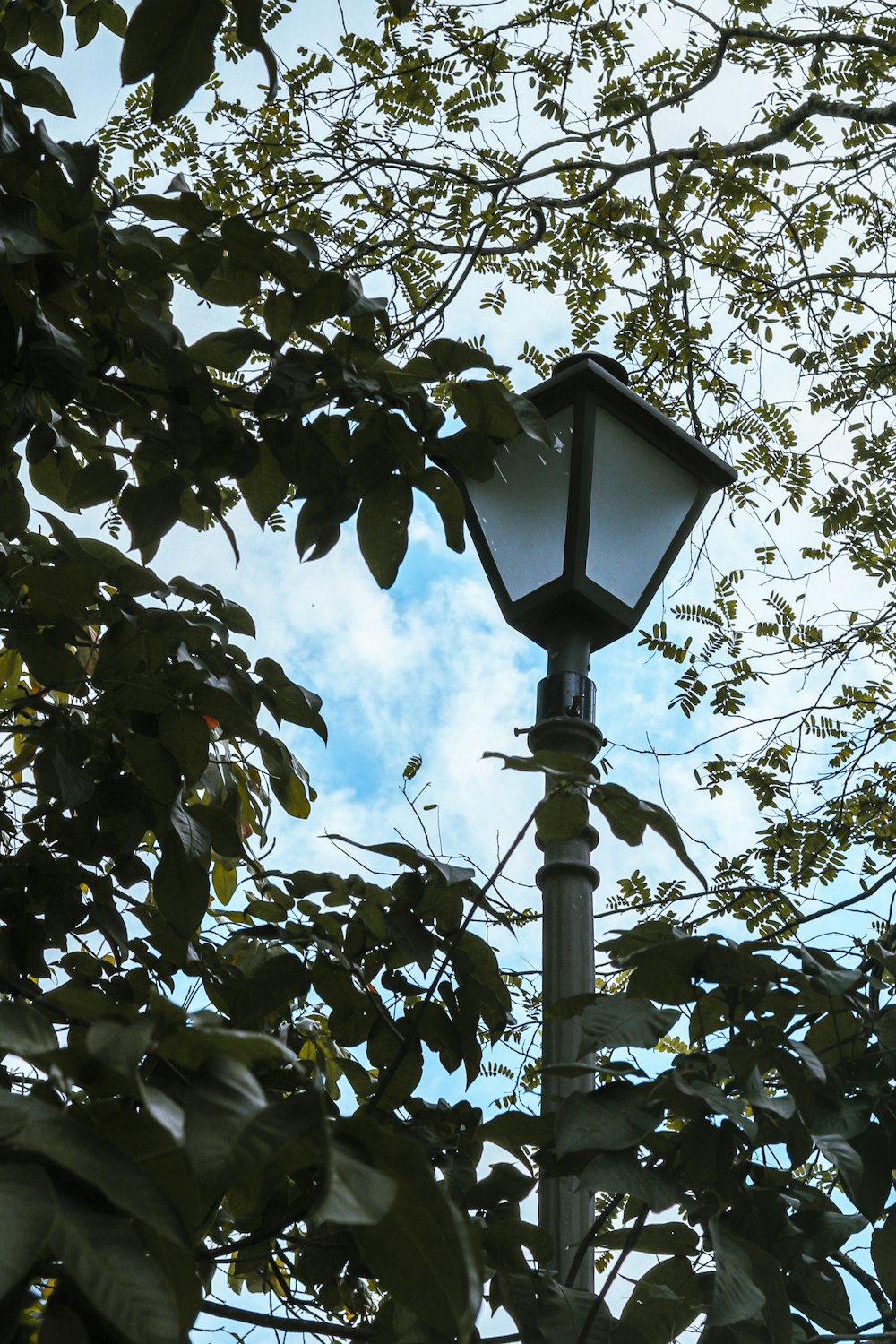 a bird feeder in a tree