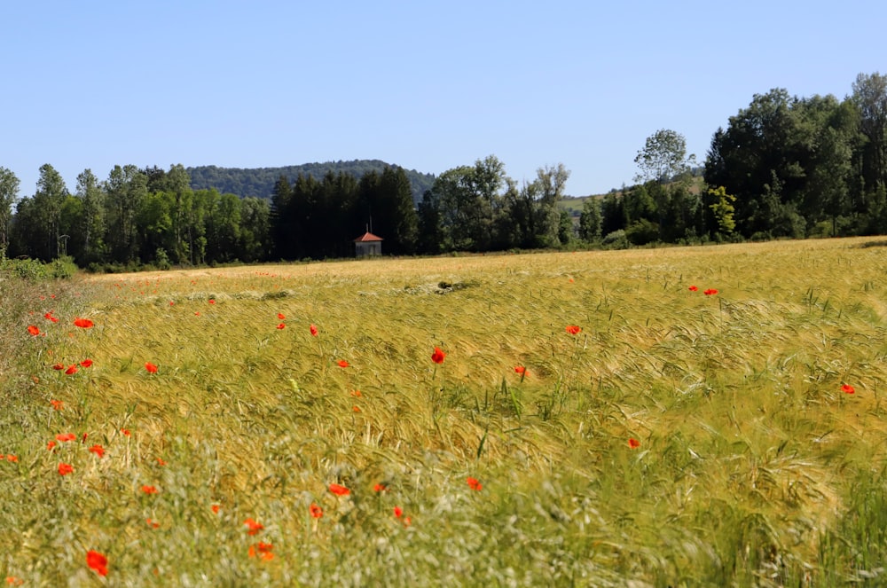 a field of flowers