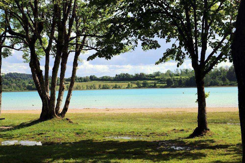 a grassy area with trees and a body of water in the background