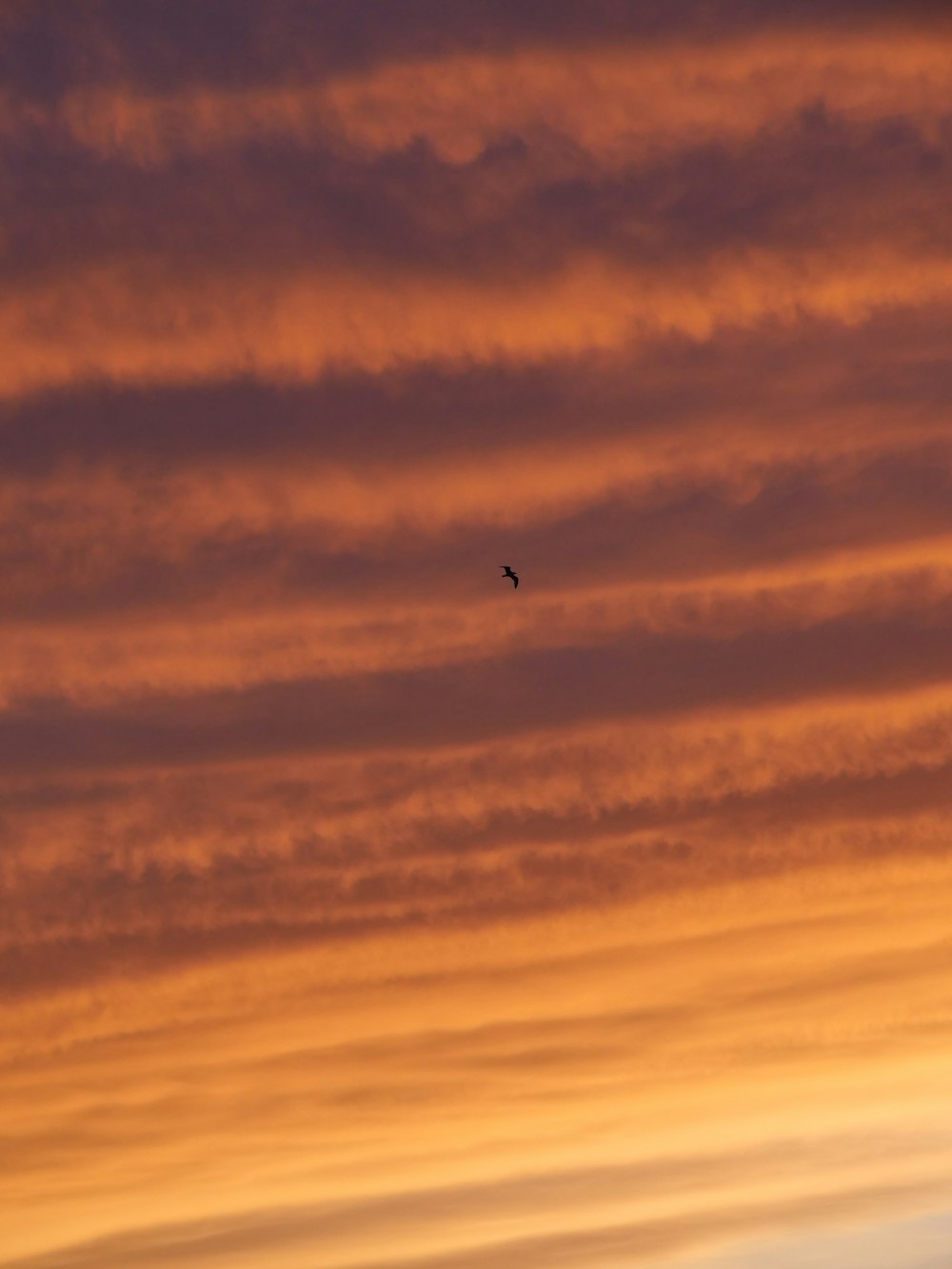 a bird flying in the sky