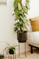a potted plant in a room