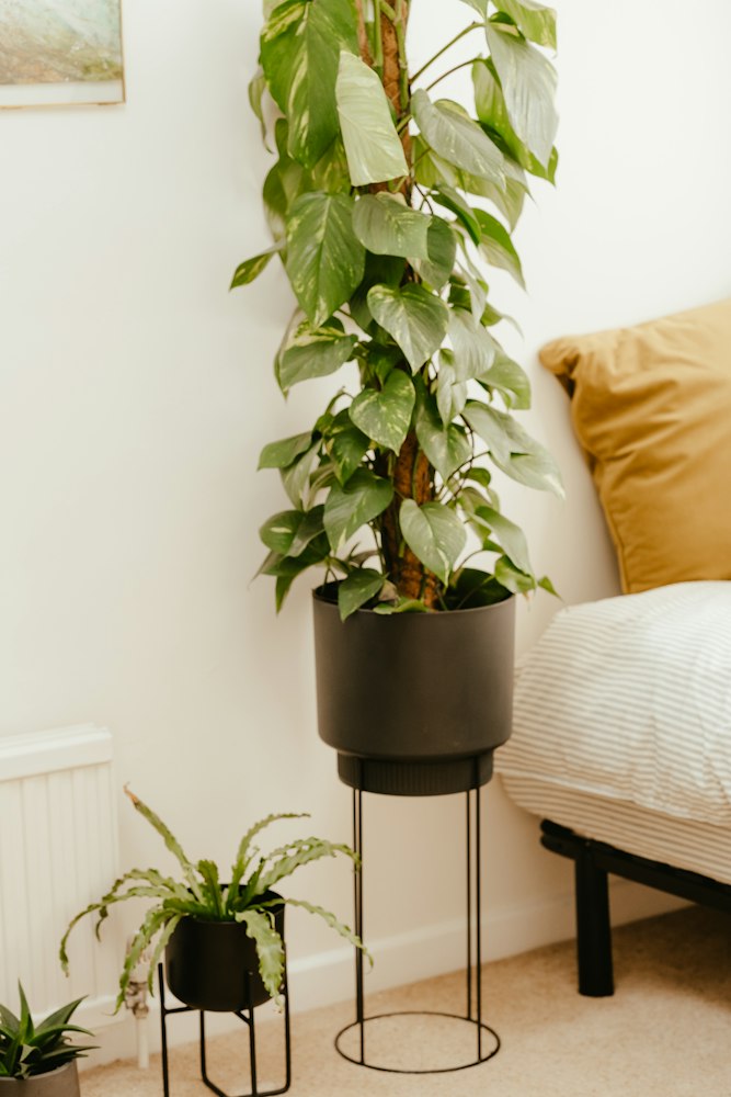 Planta sobre base alta de metal