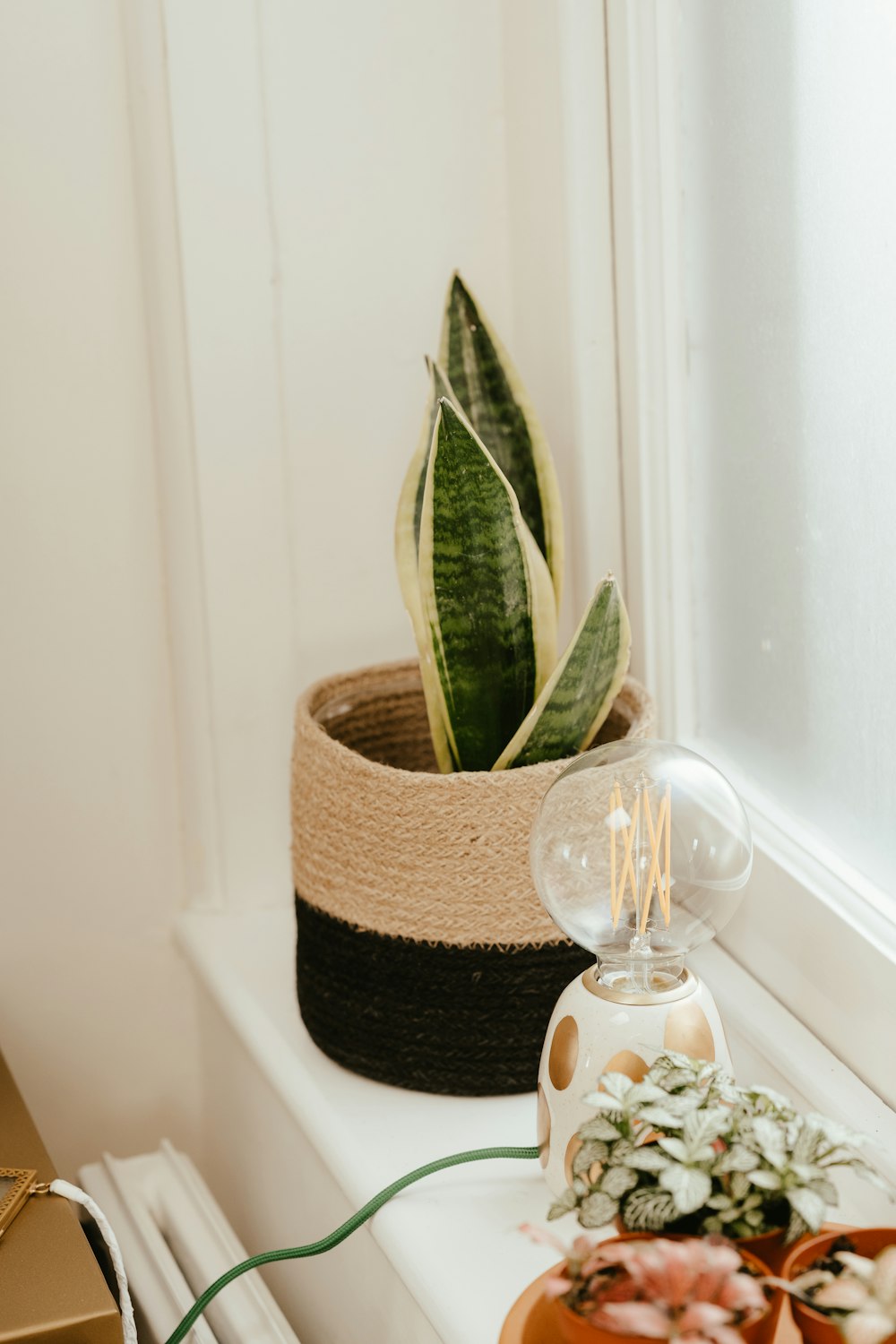 a cactus in a pot