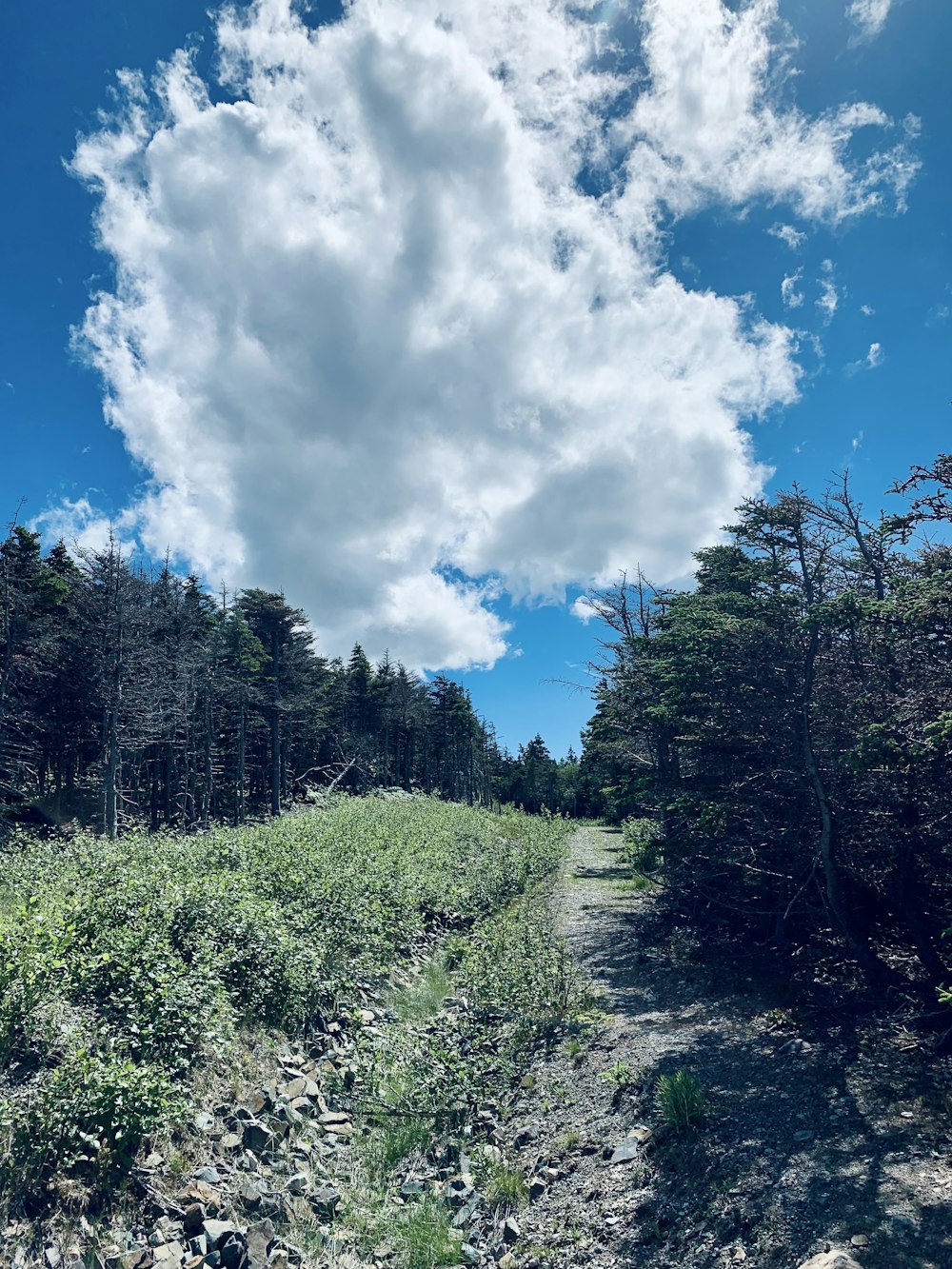 a dirt road surrounded by trees