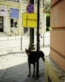 a dog standing on a sidewalk