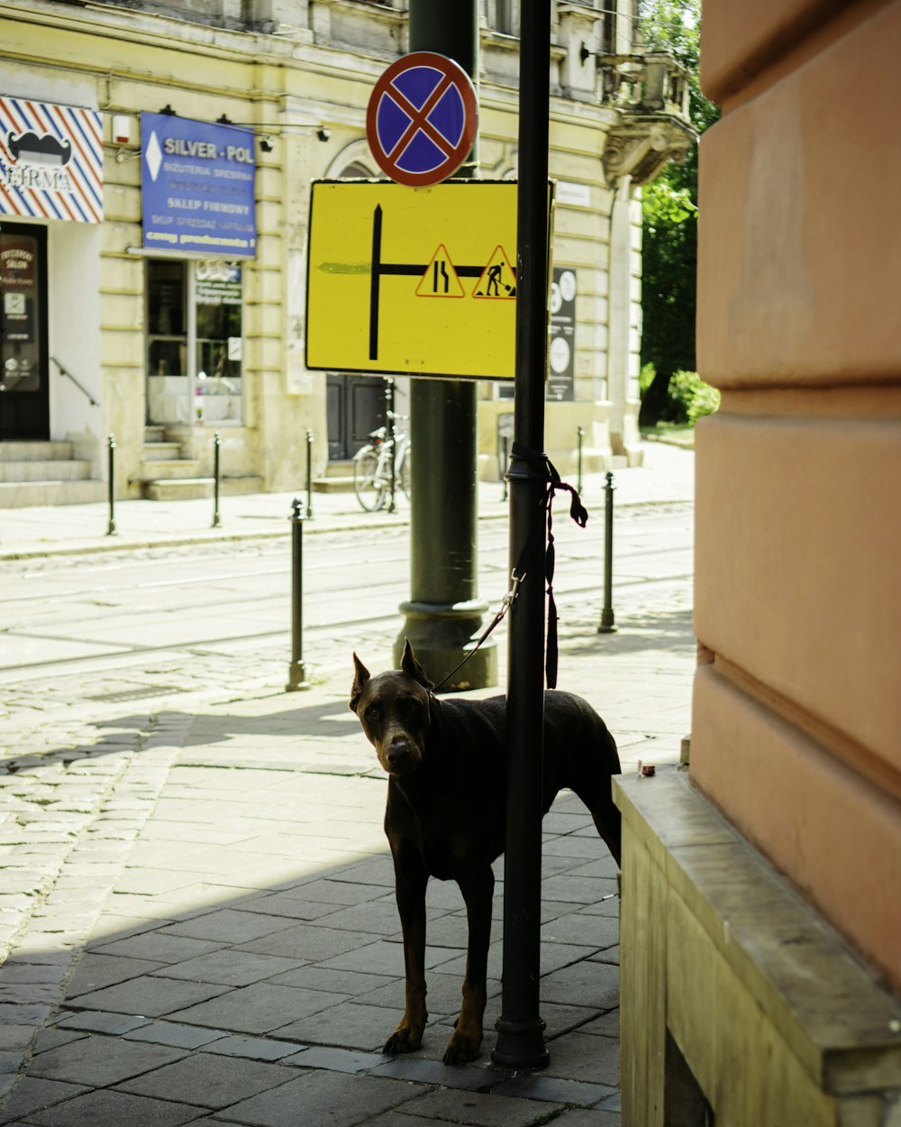 Un perro parado en una acera