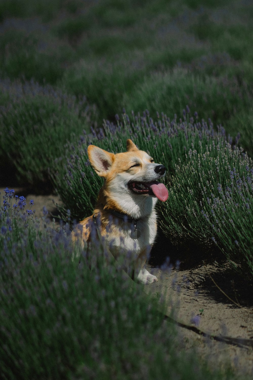 a dog sitting in the grass