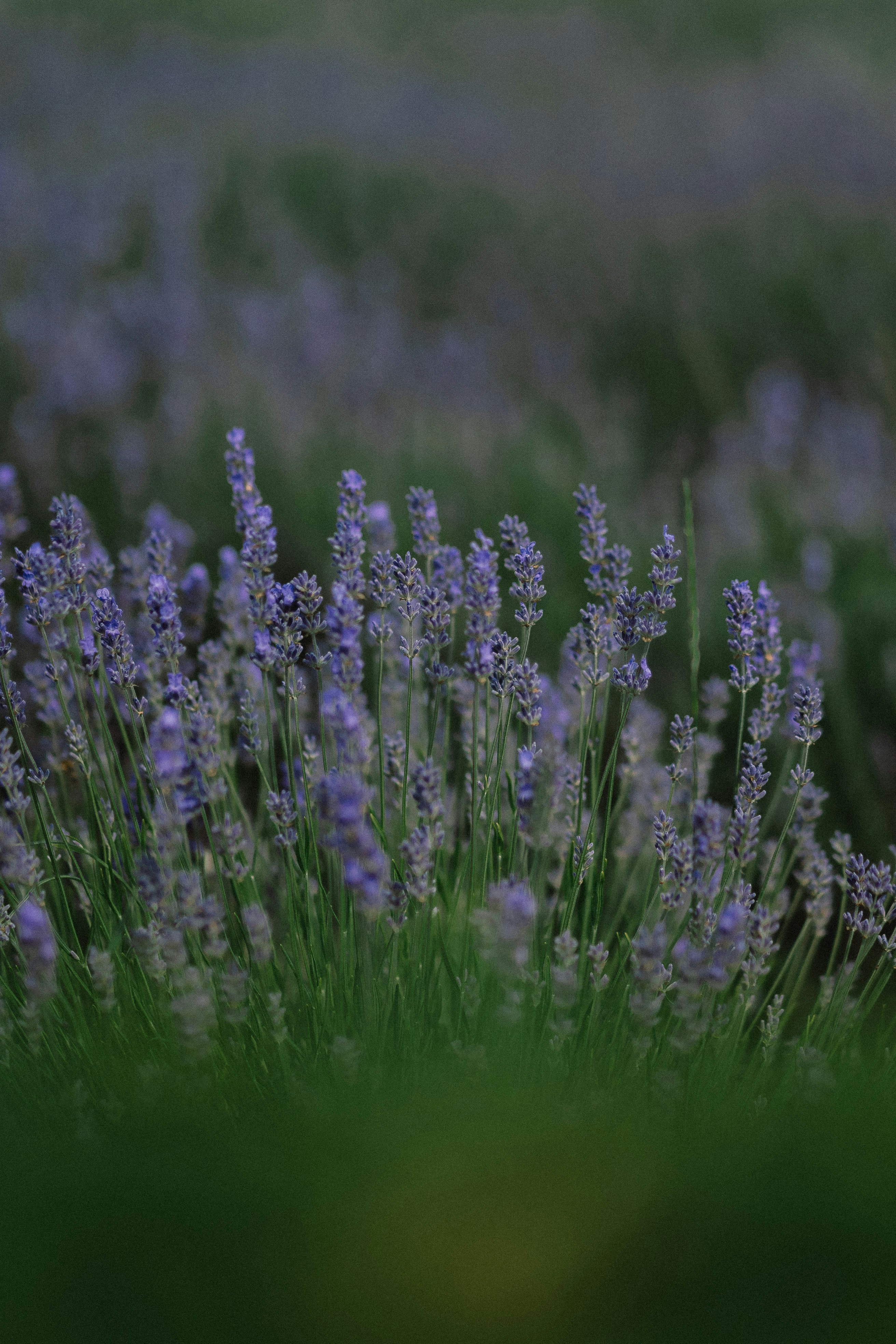 Photo by eugenechystiakov