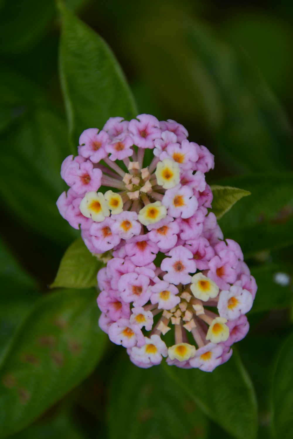 a close up of a flower