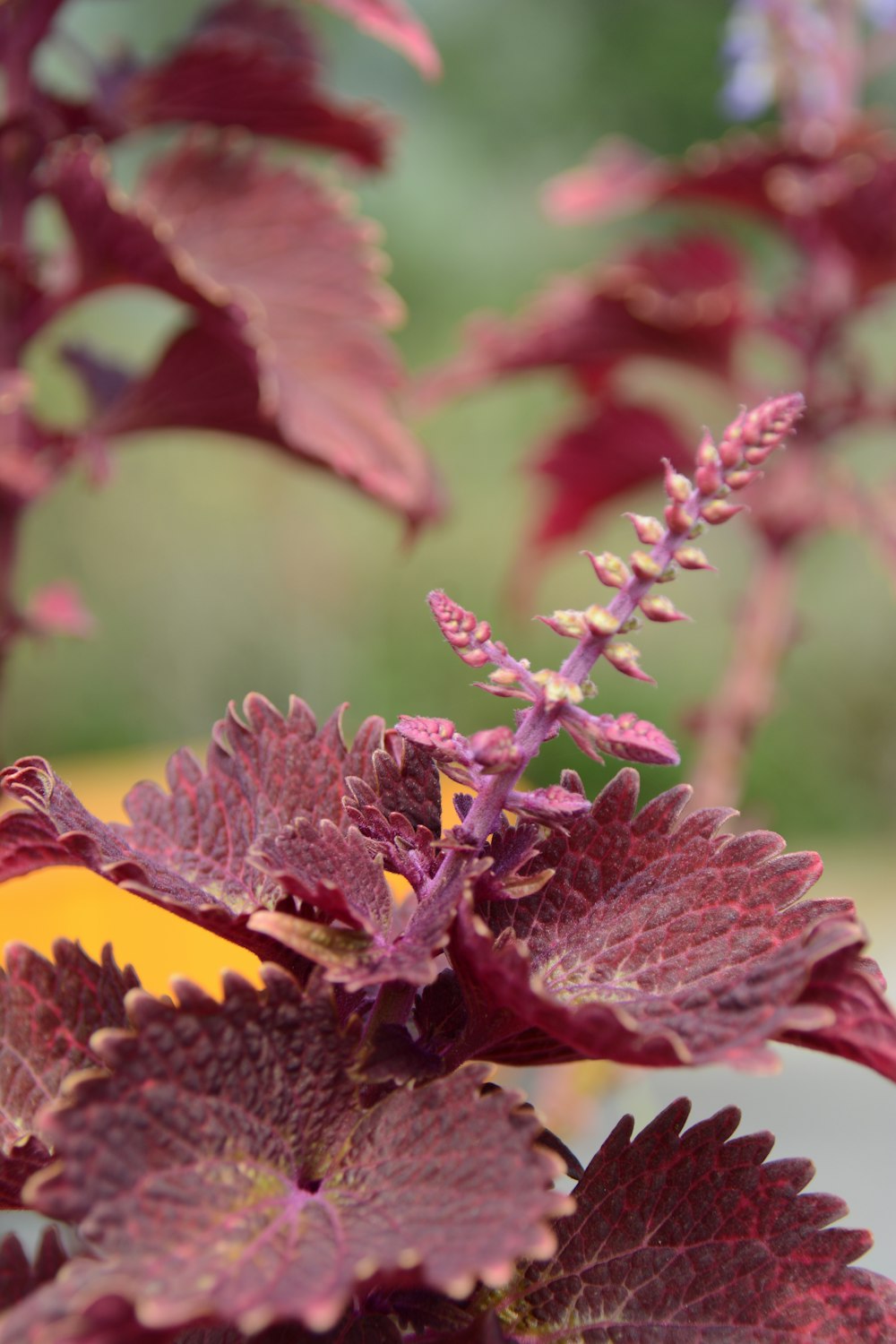 close up of a plant