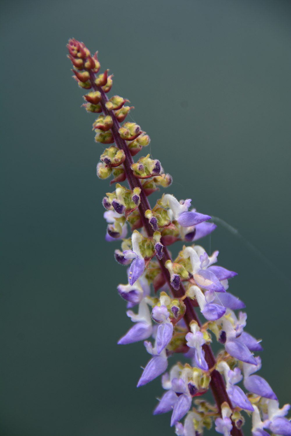 a close up of a purple flower