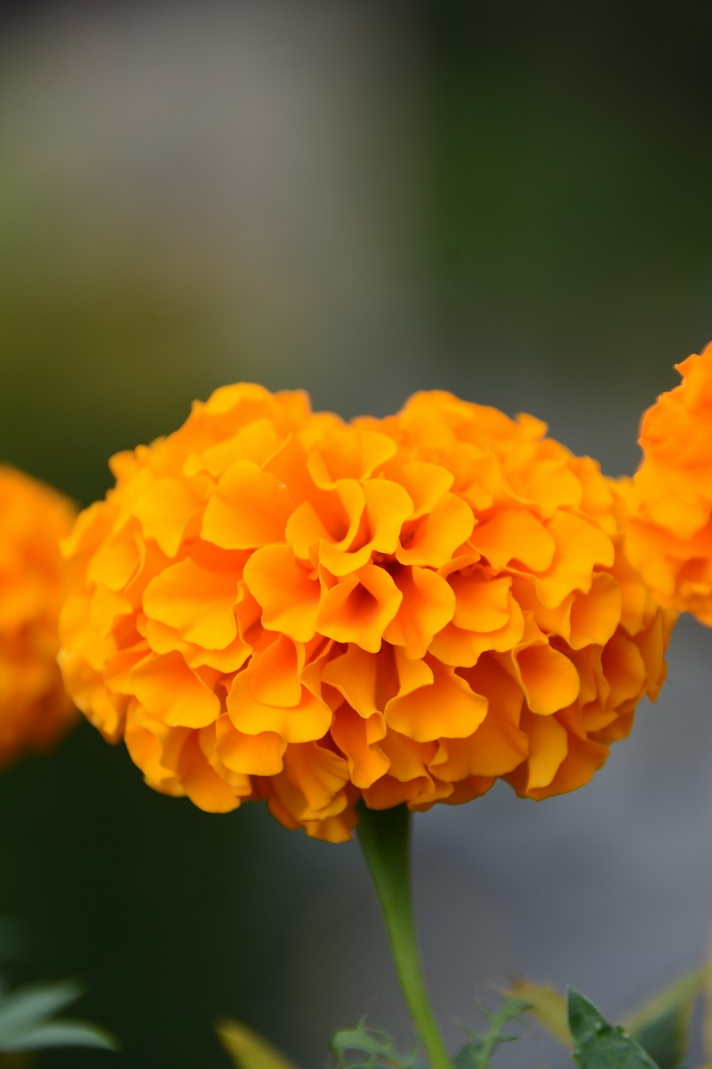 a close up of a flower