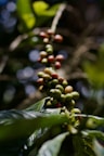 close-up of a plant with berries