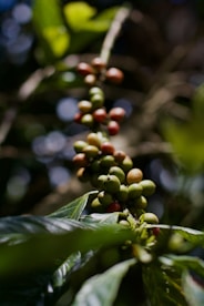 close-up of a plant with berries