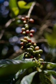 close-up of a plant with berries