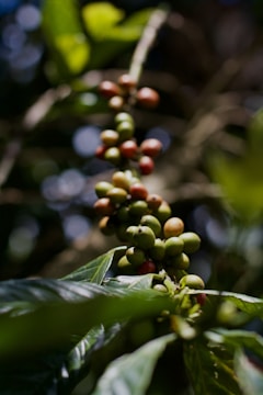 close-up of a plant with berries