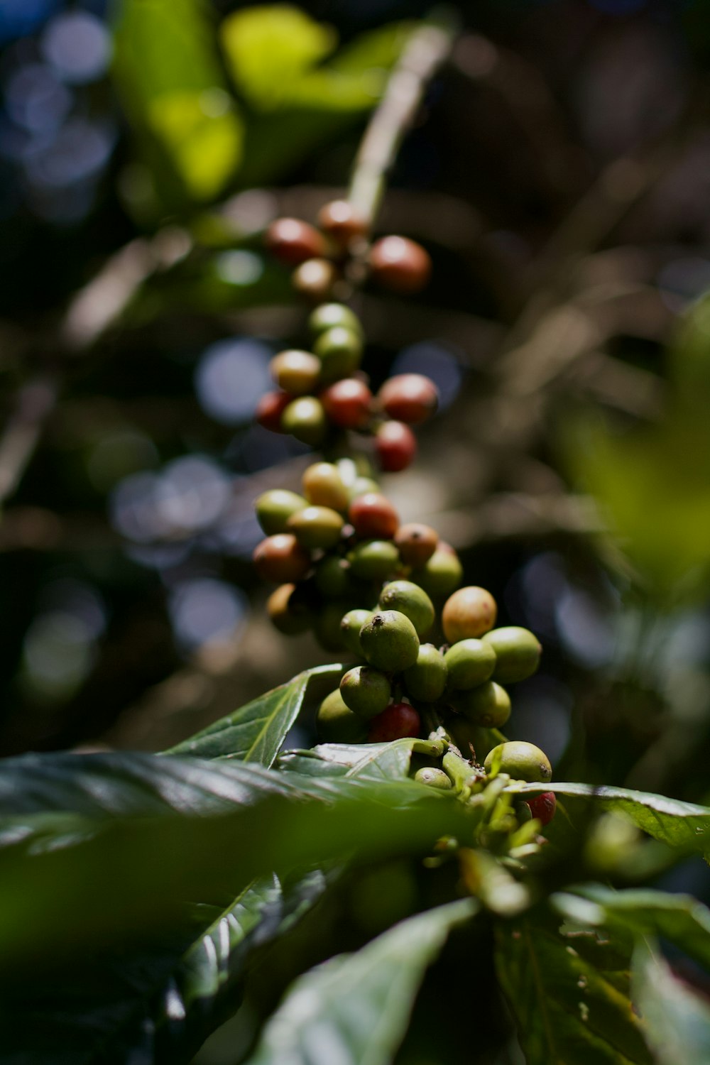 close-up of a plant with berries